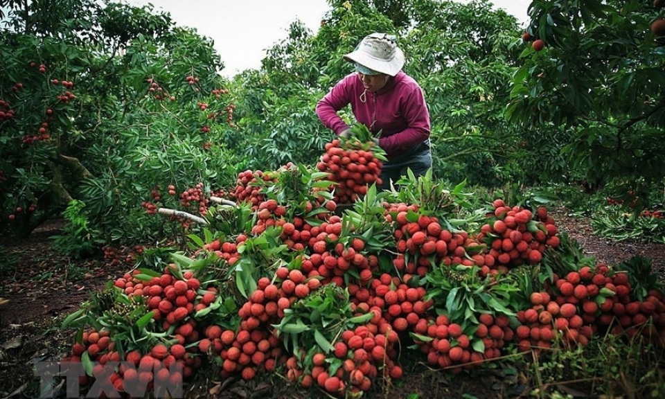 Vải đóng hộp “Made in Vietnam” lên kệ hệ thống siêu thị châu Á lớn nhất Pháp