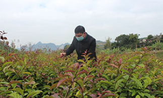 Nâng cao hiệu quả cây dược liệu