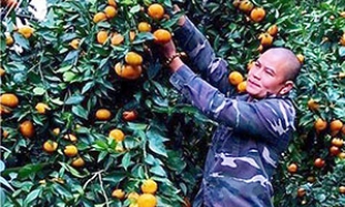 Làm giàu từ trồng cam Canh