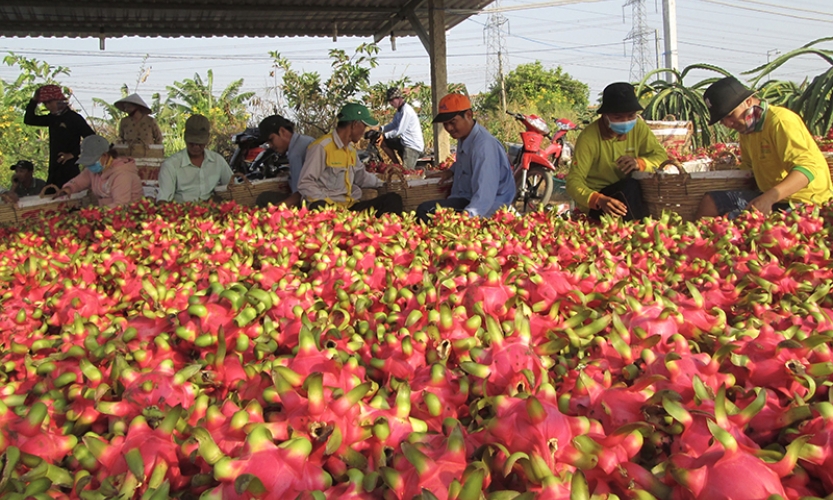 Cấp bách tìm thị trường tiêu thụ cho thanh long