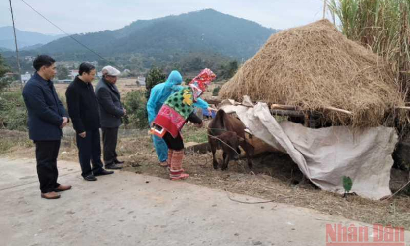 Tập trung phòng, chống rét cho cây trồng, vật nuôi
