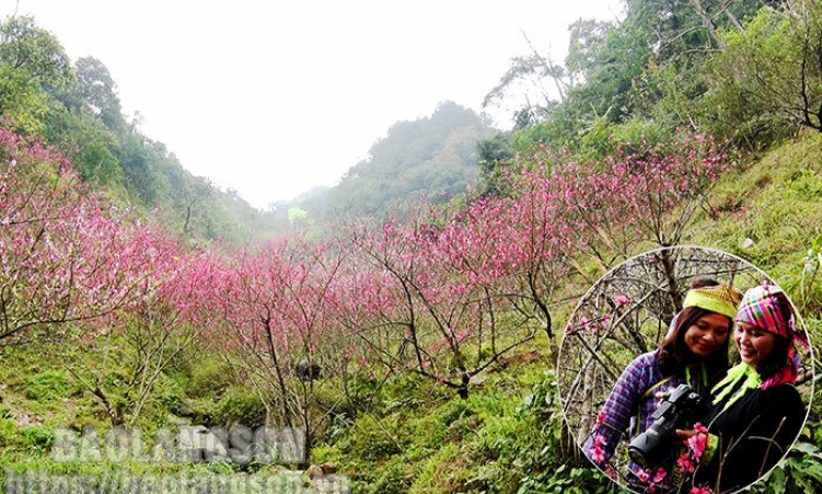 Rực rỡ sắc đào Mẫu Sơn