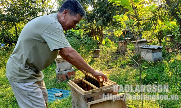 Nhà nông làm giàu từ nghề nuôi ong mật