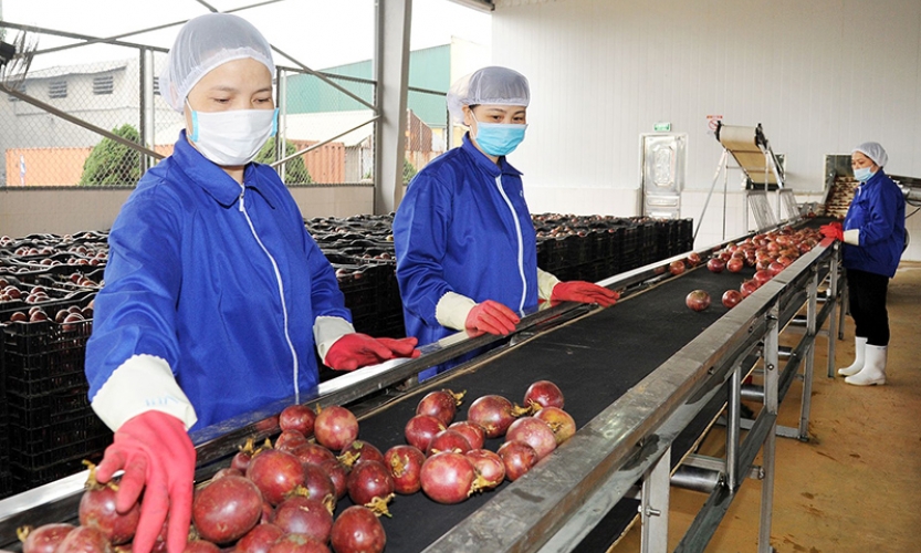 Cách làm mới trong xuất khẩu nông sản sang Trung Quốc