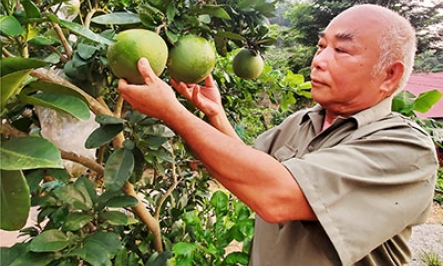 Cựu thanh niên xung phong làm kinh tế giỏi