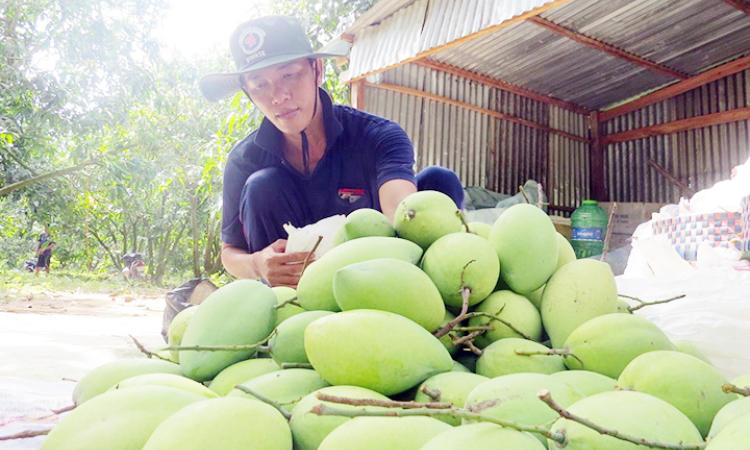 Chủ động phương án tiêu thụ trái cây khu vực Nam Bộ