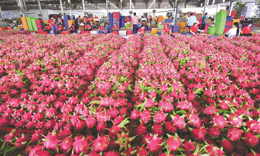 Thanh long Việt Nam tràn đầy cơ hội xuất khẩu