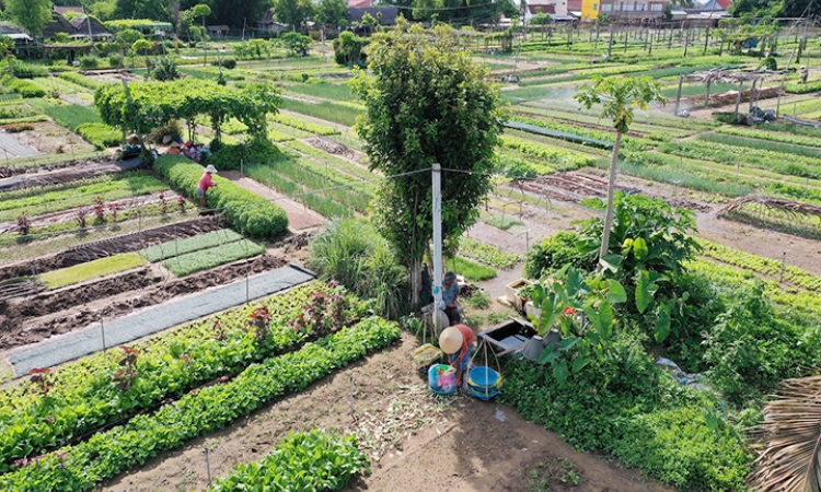 Về làng rau ven phố Hội