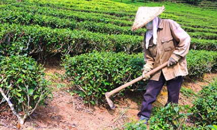 Đình Lập: Xây dựng vùng sản xuất tập trung gắn với liên kết tiêu thụ sản phẩm