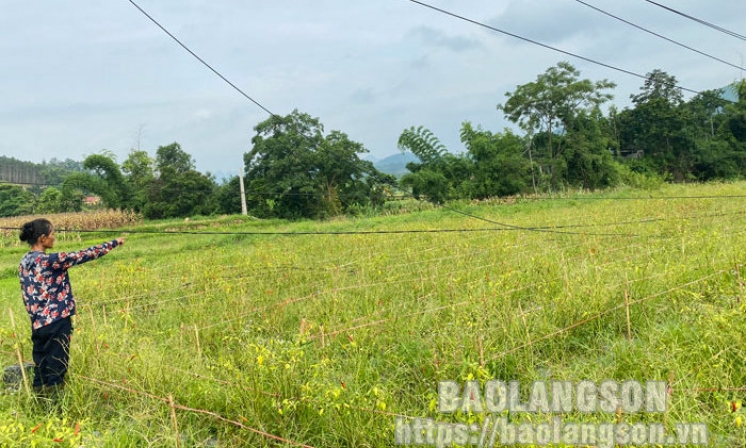 Dây cáp viễn thông, dây điện rơi xuống ruộng gây mất an toàn cho người dân