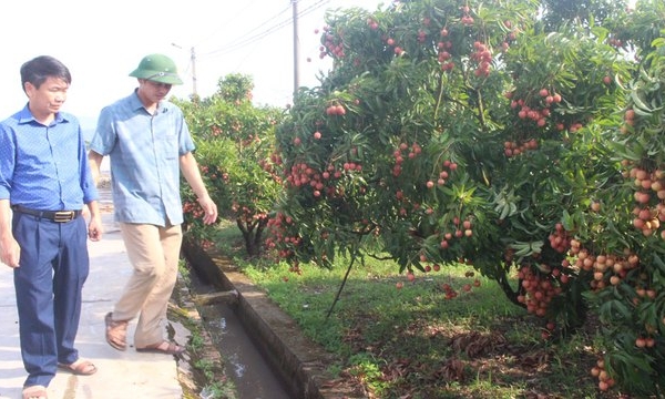 Hải quan Trung Quốc: Vải thiều Bắc Giang đủ tiêu chuẩn xuất khẩu