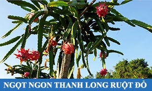Ngọt, ngon thanh long ruột đỏ