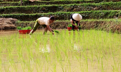 Văn Lãng: Tăng thu từ trồng lúa Nhật