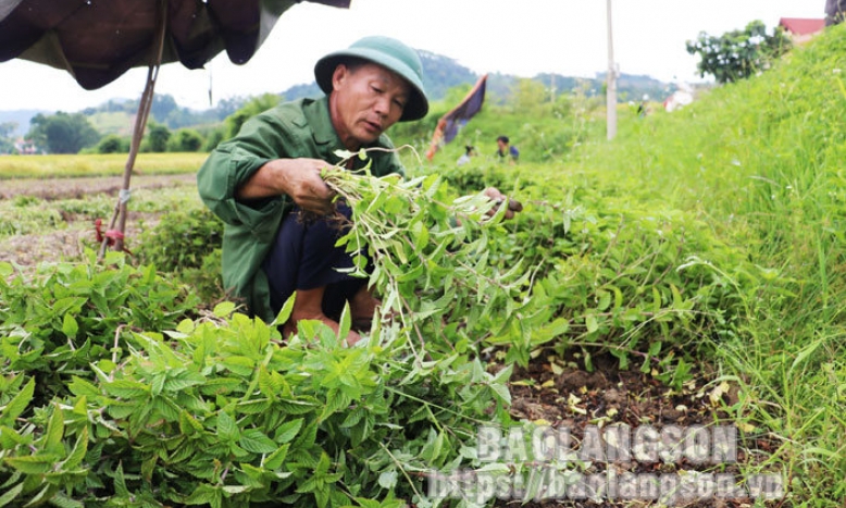 Hiệu quả từ phong trào thi đua sản xuất, kinh doanh giỏi
