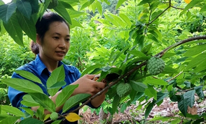 Xã Chi Lăng: Phát huy hiệu quả vốn vay ưu đãi