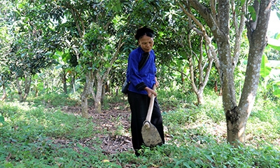 Thị trấn Chi Lăng: Người dân tăng thu từ trồng xoài