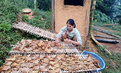 Măng nứa Vĩnh Yên: “Lộc” của núi rừng