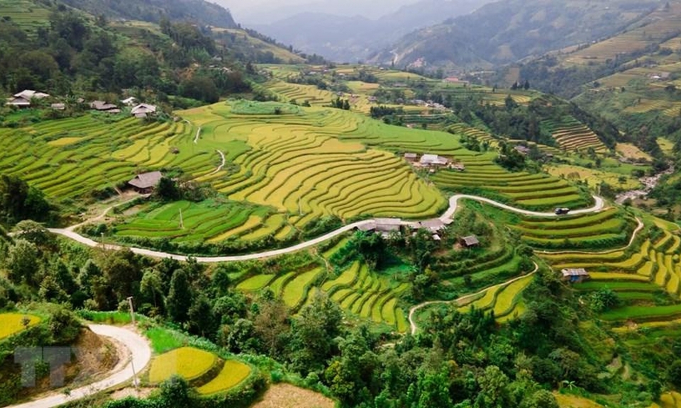 Hình ảnh sắc vàng phủ kín ruộng bậc thang ở vùng cao Hà Giang