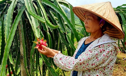 Điềm He: Triển vọng kinh tế từ trồng thanh long