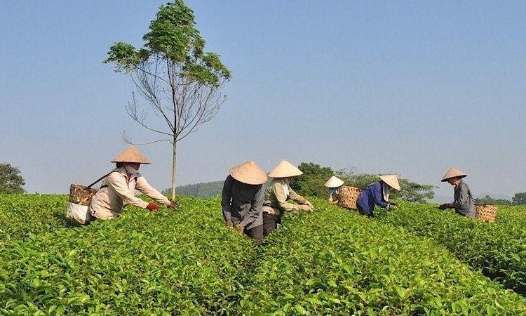 Tăng cường quản lý mã số vùng trồng phục vụ xuất khẩu