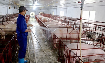 Phòng, chống bệnh dịch tả lợn châu Phi: Phòng bệnh từ xa, khoanh vùng từ sớm