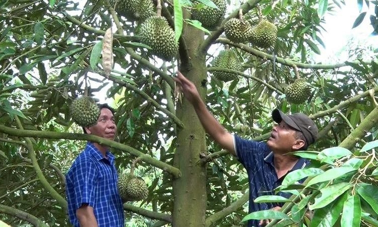Siết chặt việc quản lý mã số vùng trồng