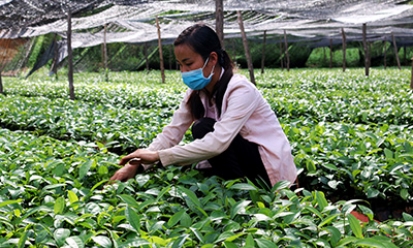Phát triển vùng quế: Tạo chuỗi liên kết, tăng thu nhập cho người dân