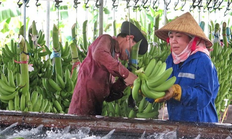 Xuất khẩu chuối chính ngạch sang Trung Quốc: Cơ hội lớn xây dựng ngành hàng nông sản mới