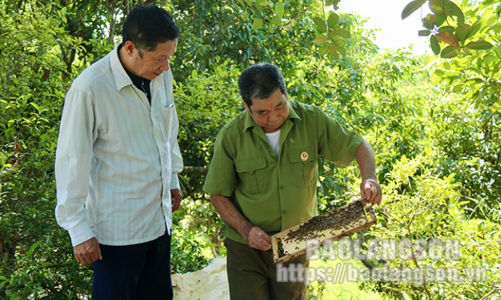 Cựu chiến binh đồng hành giúp nhau phát triển kinh tế