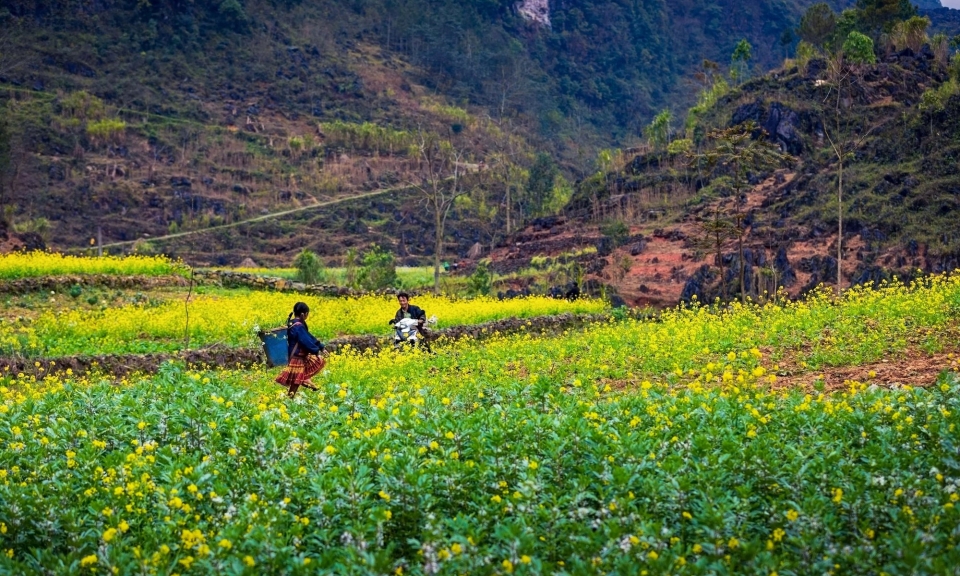Rực rỡ sắc hoa vùng cao phía Bắc