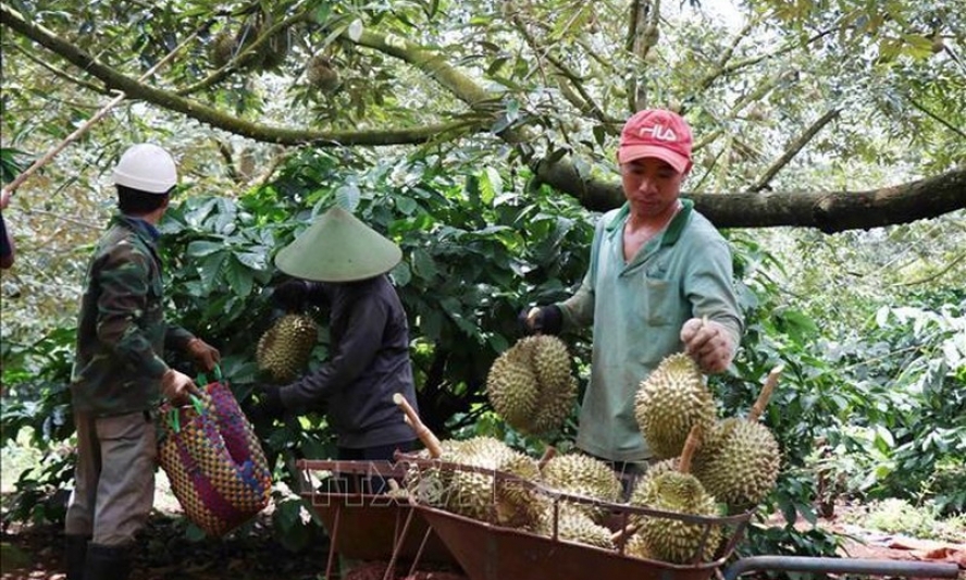 Xây dựng vùng nguyên liệu đạt chuẩn xuất khẩu