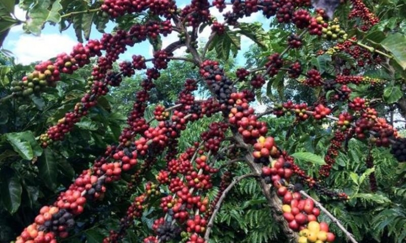 Ngành cà-phê nâng cao năng lực cạnh tranh