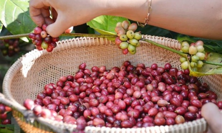 Tìm giải pháp tăng lợi nhuận cho người trồng càphê ở Đông Nam Á
