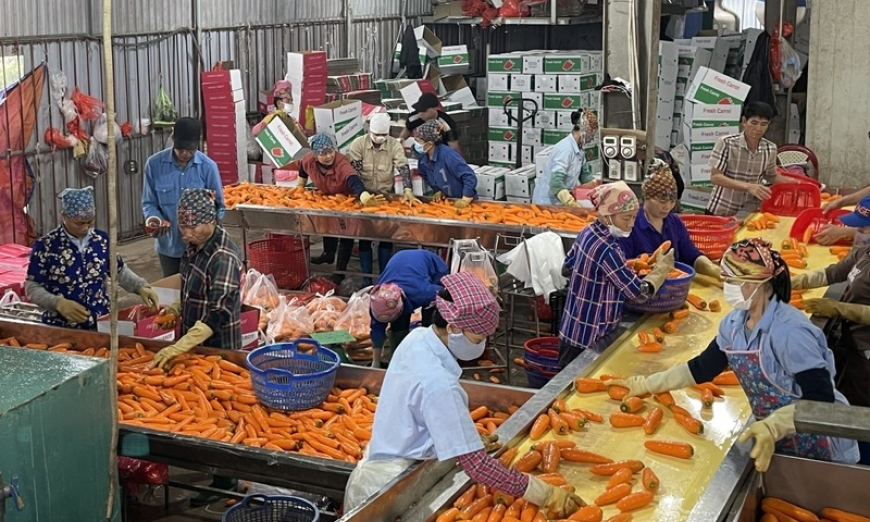 Đưa sản phẩm cây vụ đông ra thế giới