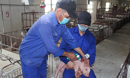 Tái đàn vật nuôi sau tết: Chú trọng công tác phòng, chống dịch bệnh