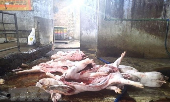 Bắc Giang: Phát hiện cơ sở giết mổ hơn 1 tấn lợn chết mang đi tiêu thụ