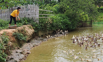 Chi Lăng: Phát huy hiệu quả phong trào thi đua sản xuất kinh doanh giỏi