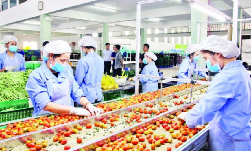Phát huy vai trò của hợp tác xã trong phát triển kinh tế nông thôn