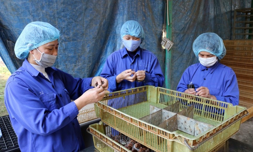 Chủ động phòng, chống dịch cúm gia cầm