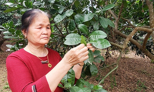 Cựu thanh niên xung phong vượt khó vươn lên