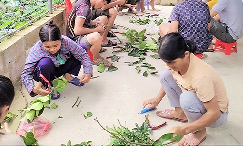 Đào tạo nghề cho lao động nông thôn: Cần giải pháp gỡ khó về cơ sở vật chất, đội ngũ giáo viên tại các