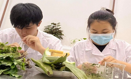 Kem bôi da từ dịch chiết lá mã đề, rau má: Sản phẩm sáng tạo của học sinh Trường THPT Việt Bắc