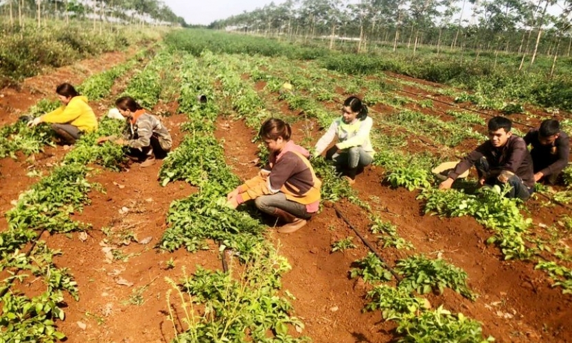 Đưa dược liệu Việt Nam tham gia thị trường toàn cầu