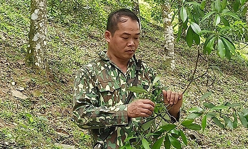 Hội viên nông dân giàu lên nhờ rừng