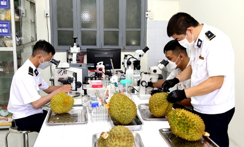 Gần 60 nghìn tấn sầu riêng được xuất khẩu qua Cửa khẩu quốc tế Hữu Nghị