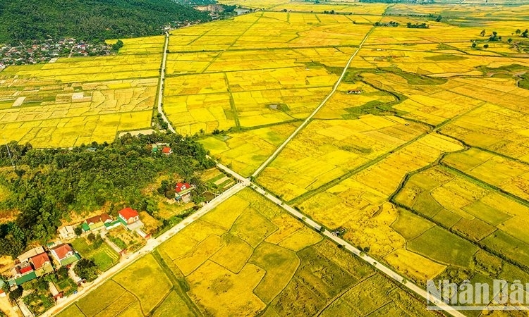 Mùa vàng ở vùng "chảo lửa, túi mưa"