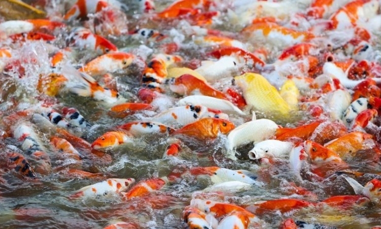 Chiêm ngưỡng hồ cá Koi rộng 3,5ha giữa lòng Hà Nội