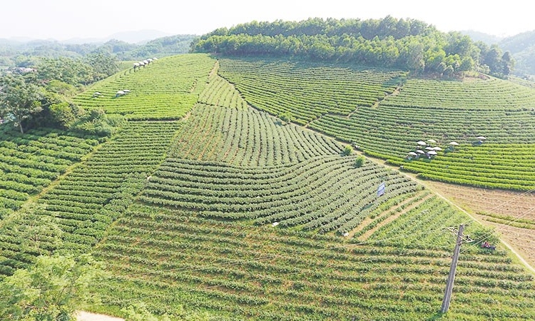 Nâng cao giá trị và thương hiệu trà Thái Nguyên