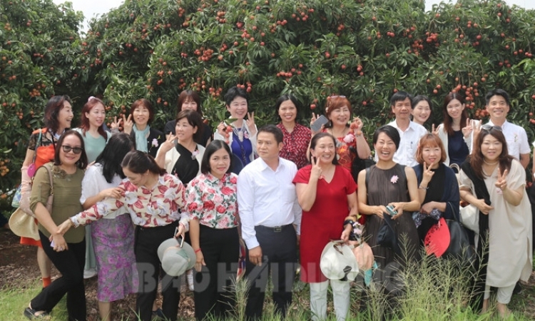 Tăng sản lượng vải tươi xuất khẩu sang Nhật Bản