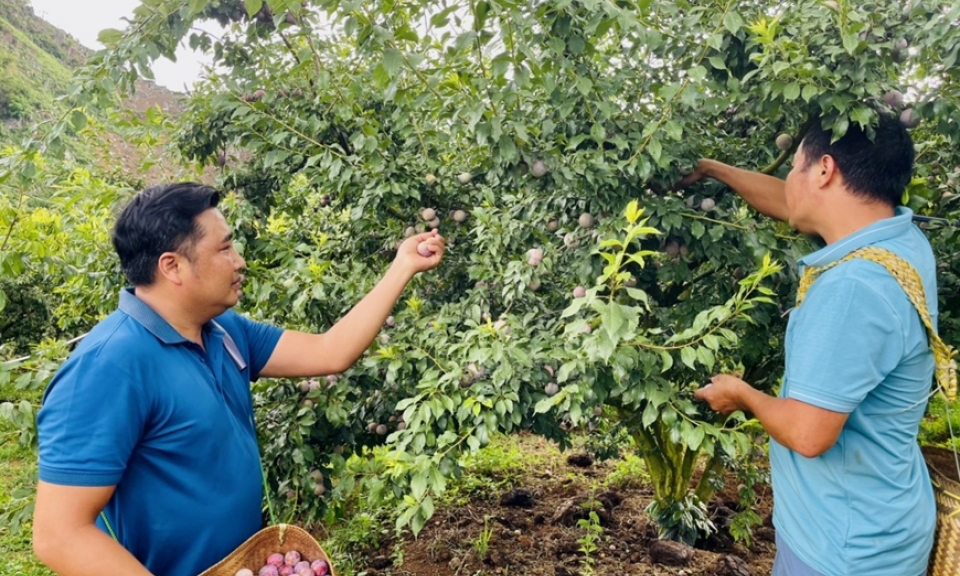 Mùa mận chín ở Phiêng Khoài